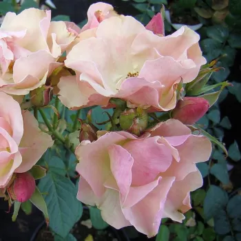 GREENSLEEVES – rózsaszín-zöld virágágyi floribunda rózsa - Harkness
