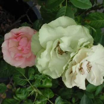 Porcelánrózsaszínről finom zöldre váltó, lágy árnyalatú szirmok. - virágágyi floribunda rózsa - illattalan rózsa - nincs érezhető aroma