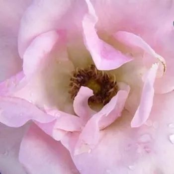 Rózsa kertészet - rózsaszín -zöld - illattalan rózsa - Greensleeves - virágágyi floribunda rózsa - (75-105 cm)