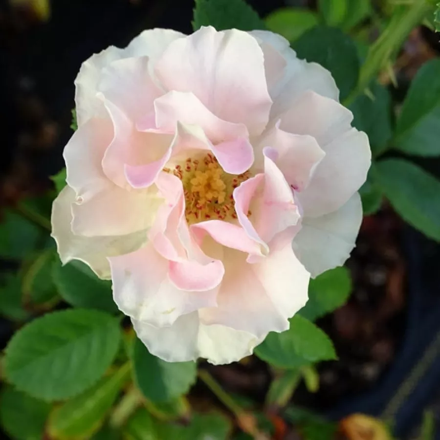 Virágágyi floribunda rózsa - Rózsa - Greensleeves - online rózsa vásárlás