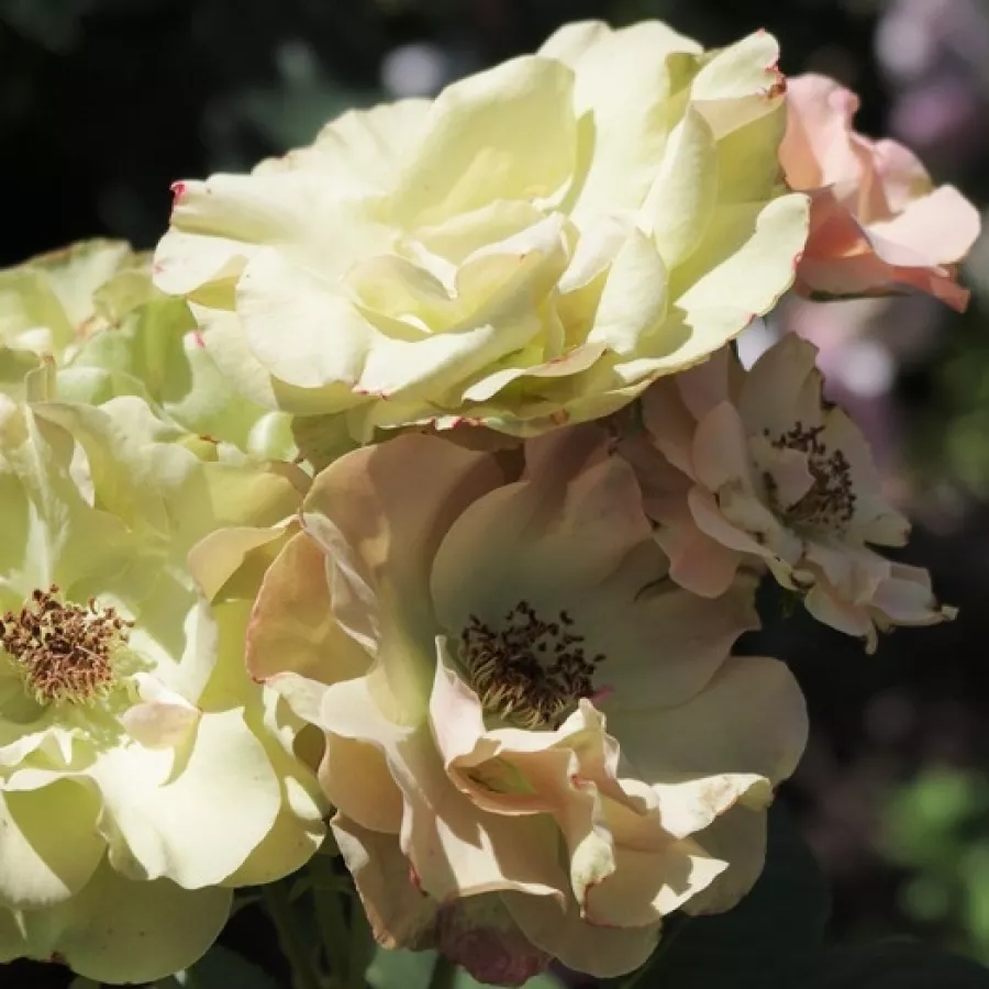 Virágágyi floribunda rózsa - Rózsa - Greensleeves - kertészeti webáruház
