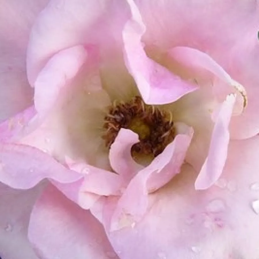 HARlenten - Rosa - Greensleeves - comprar rosales online
