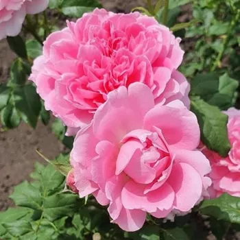 Die gesamte Blüte ist von einem gleichmäßigen, vollen und strahlenden, leuchtenden Pinkton überzogen. - teehybridrose - duftlose rose - kein wahrnehmbares aroma