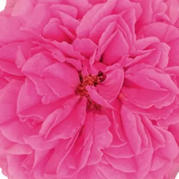 Der rosen-webshop. - rosa - duftlose rose - Princess Meiko - teehybridrose - (70-95 cm)