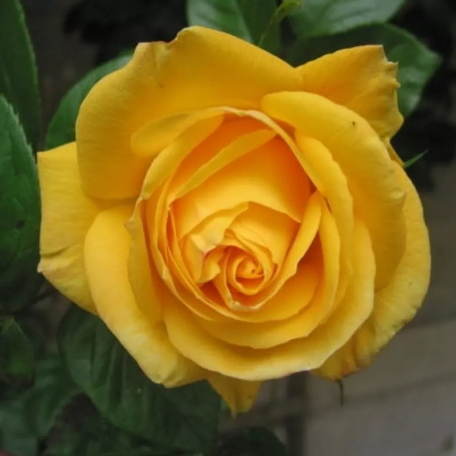 Climber, futó rózsa - Rózsa - Arthur Bell clg. - online rózsa vásárlás