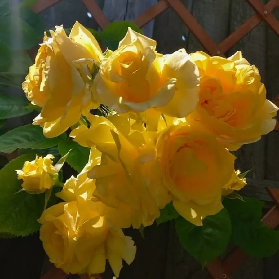 Climber, vrtnica vzpenjalka - Roza - Arthur Bell clg. - vrtnice online
