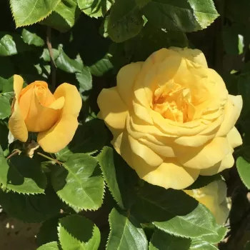 Rosa Arthur Bell clg. - sárga - climber, futó rózsa