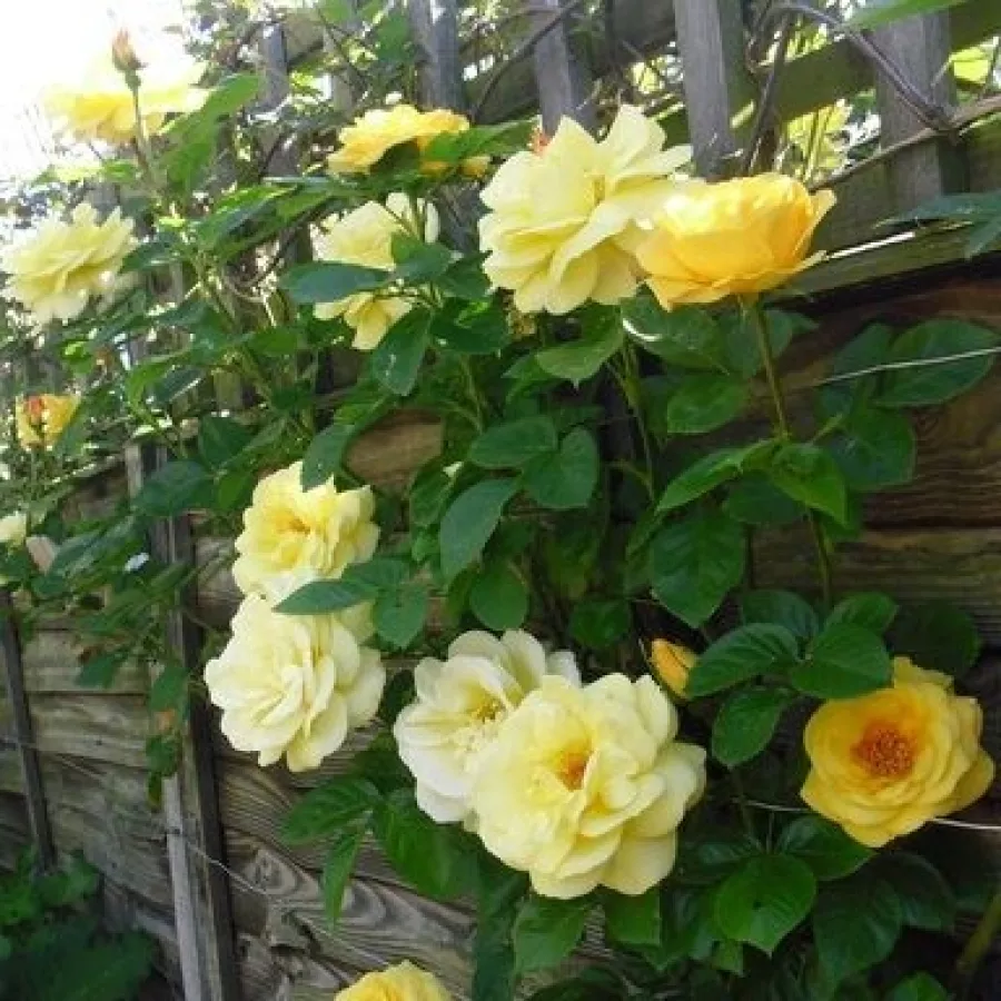 Telt virágú - Rózsa - Arthur Bell clg. - online rózsa vásárlás