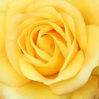 Online rózsa vásárlás - sárga - climber, futó rózsa - intenzív illatú rózsa - édes aromájú - Arthur Bell clg. - (300-350 cm)