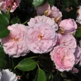 Pôdopokryvná ruža - ružová - mierna vôňa ruží - vôňa čaju - Rosa Blush™ Pixie® - Ruže - online - koupit