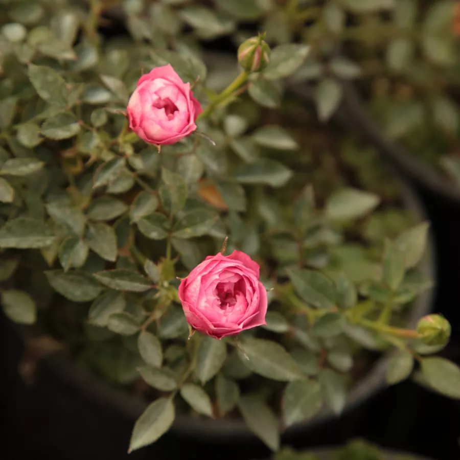 PhenoGeno Roses - Rosa - Blush™ Pixie® - rosal de pie alto