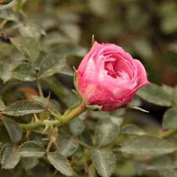 Rosa Blush™ Pixie® - roz - trandafiri pomisor - Trandafir copac cu trunchi înalt – cu flori mărunți
