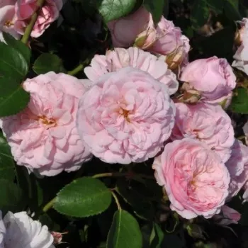 Rosa claro - árbol de rosas miniatura - rosal de pie alto - rosa de fragancia discreta - té