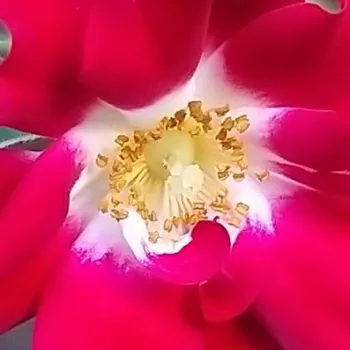 Online rózsa kertészet - piros - nagyon gyenge, alig érezhető illatú rózsa - Horjasper - climber, futó rózsa - (300-500 cm)