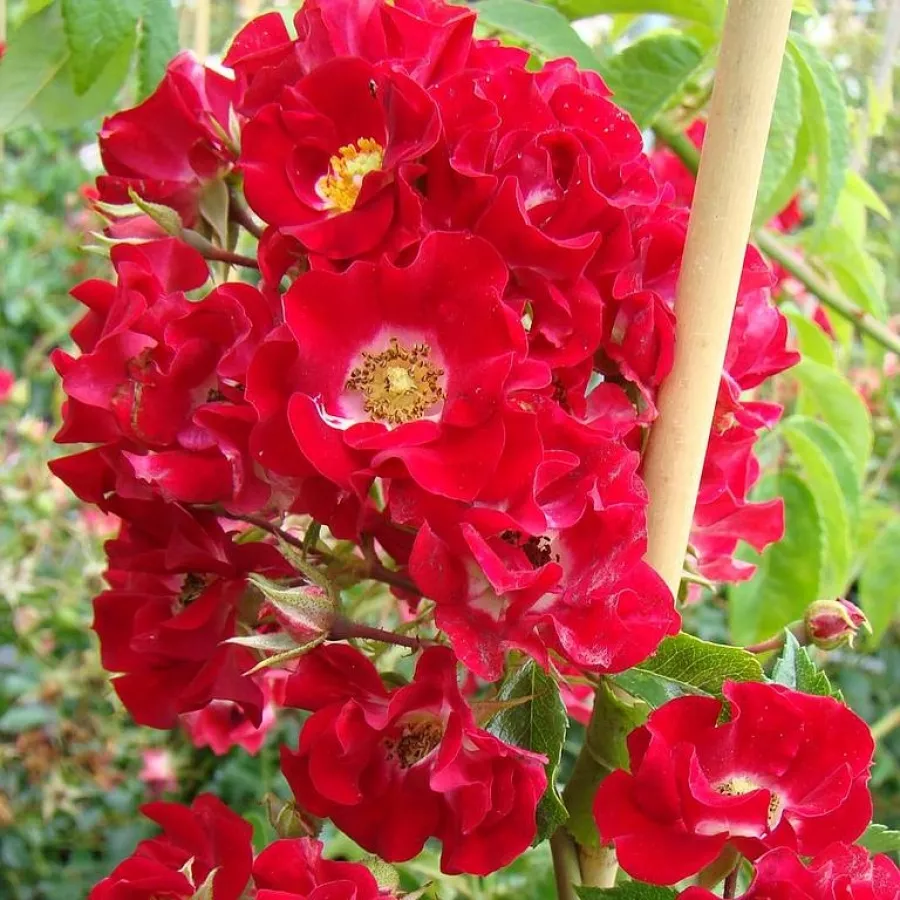 Rdeče-bela - Roza - Horjasper - vrtnice - proizvodnja in spletna prodaja sadik