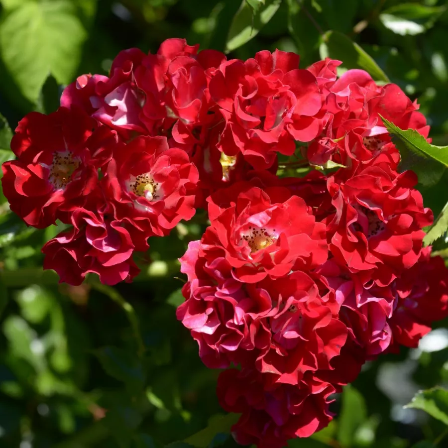 Climber, vrtnica vzpenjalka - Roza - Horjasper - vrtnice - proizvodnja in spletna prodaja sadik