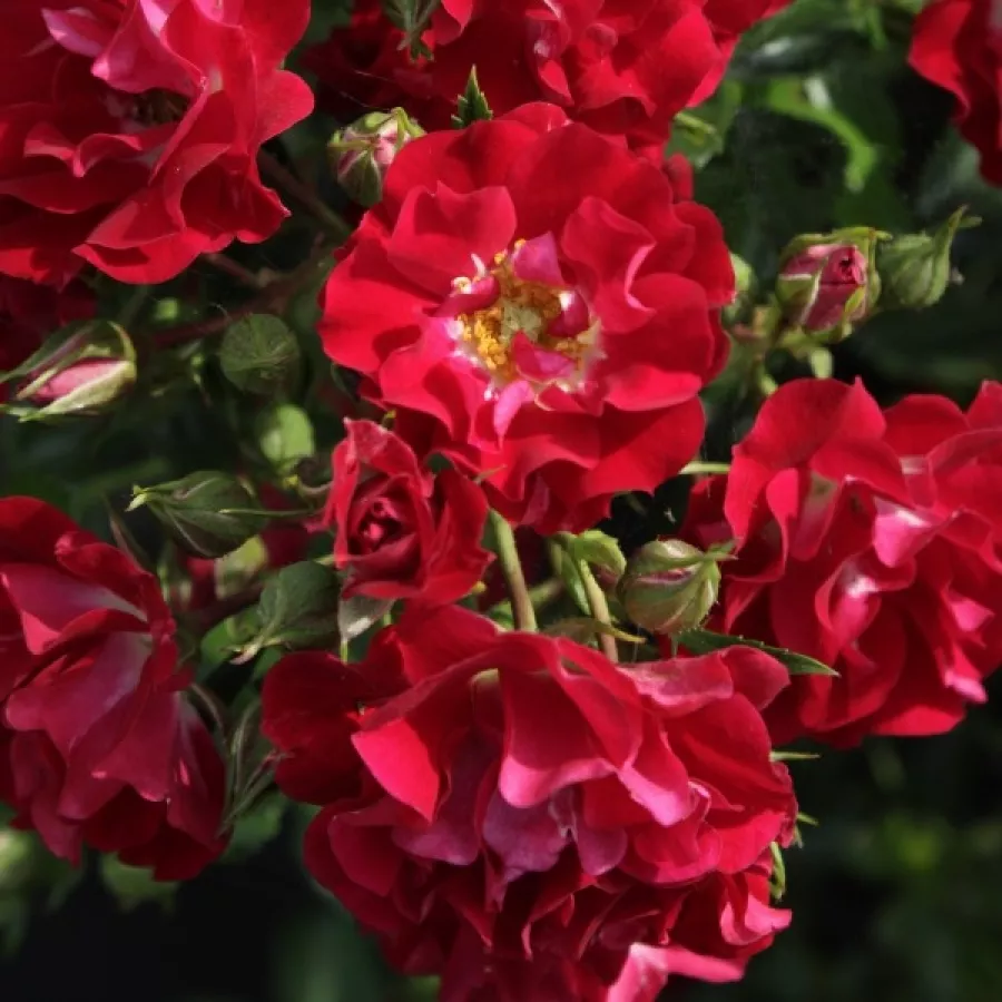 Vörös - fehér - Rózsa - Horjasper - online rózsa vásárlás