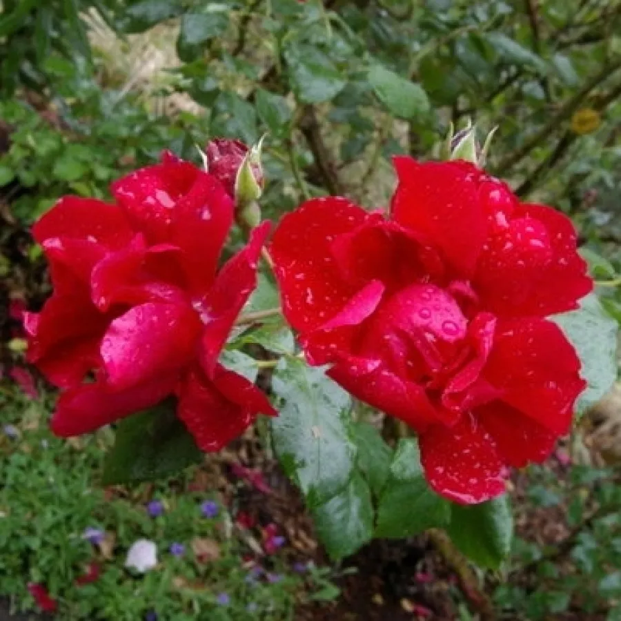 Climber, róża pnąca - Róża - Raymond Chenault - sadzonki róż sklep internetowy - online