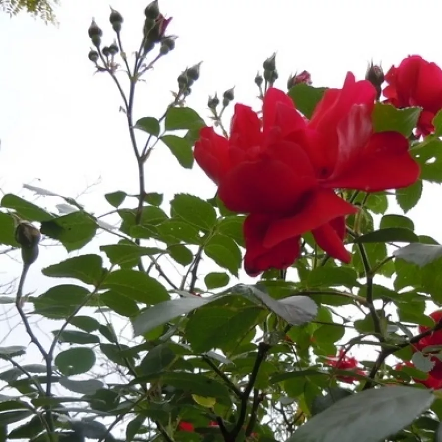 Intenziven vonj vrtnice - Roza - Raymond Chenault - vrtnice - proizvodnja in spletna prodaja sadik