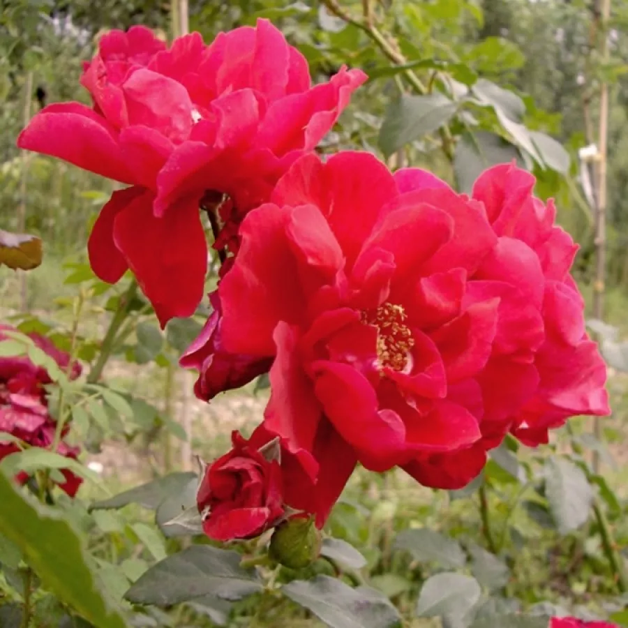 VRTNICE PLEZALKE IN VZPENJALKE - Roza - Raymond Chenault - vrtnice - proizvodnja in spletna prodaja sadik