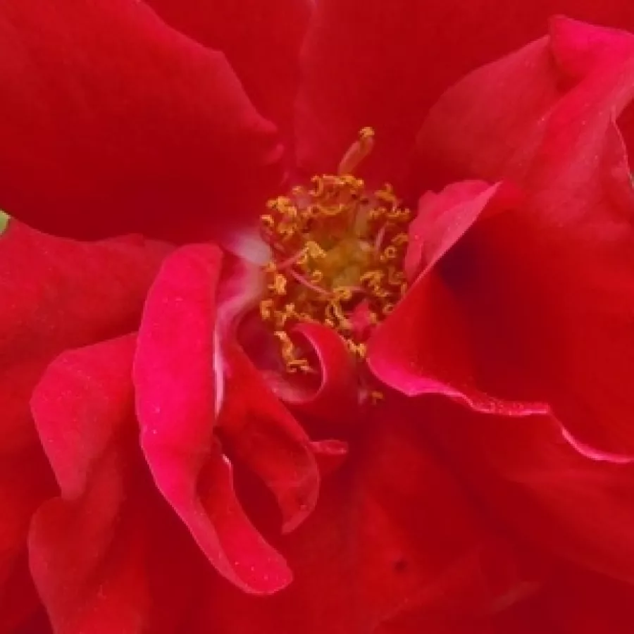 Reimer Kordes - Róża - Raymond Chenault - sadzonki róż sklep internetowy - online