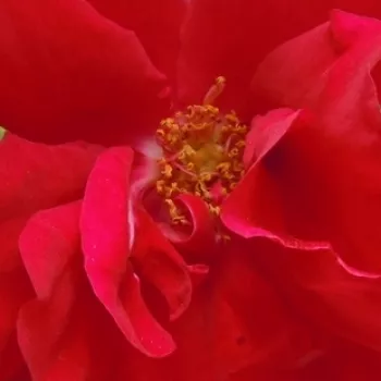 Rózsák webáruháza. - vörös - climber, futó rózsa - intenzív illatú rózsa - alma aromájú - Raymond Chenault - (300-350 cm)