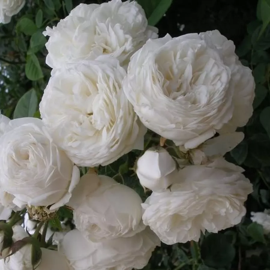 Weiß - Rosen - Long John Silver - rosen online kaufen