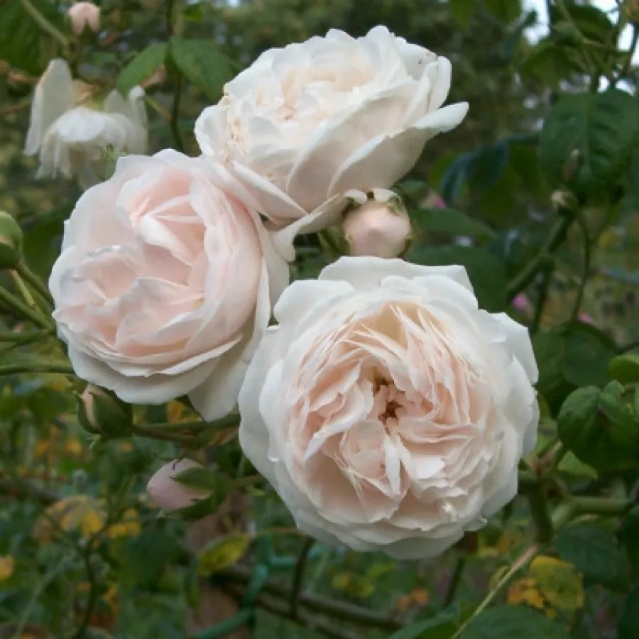 Rambler, róża pnąca - Róża - Long John Silver - sadzonki róż sklep internetowy - online