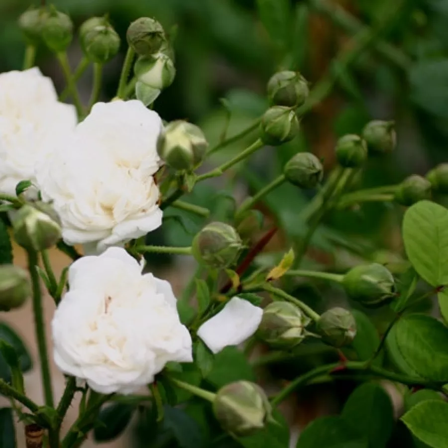 šaličast - Ruža - Long John Silver - sadnice ruža - proizvodnja i prodaja sadnica