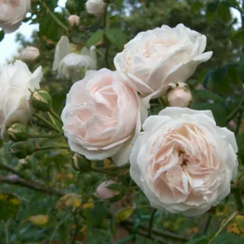 Fehér - rambler, kúszó rózsa - diszkrét illatú rózsa - vanilia aromájú