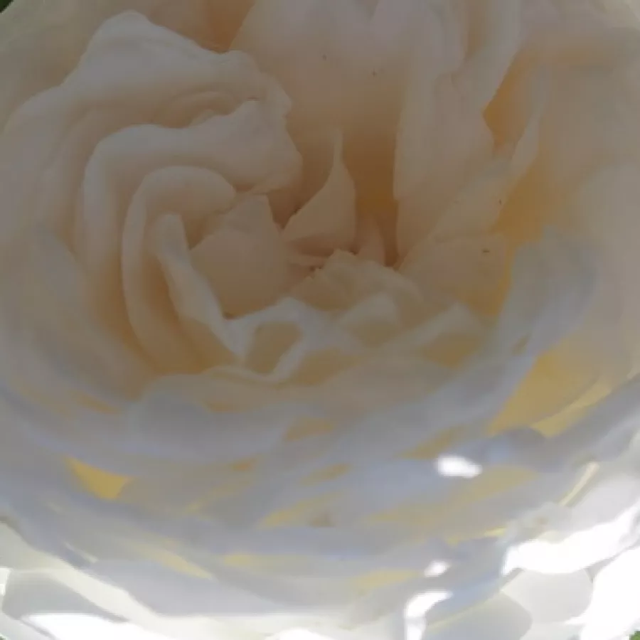 Csésze - Rózsa - Long John Silver - online rózsa vásárlás