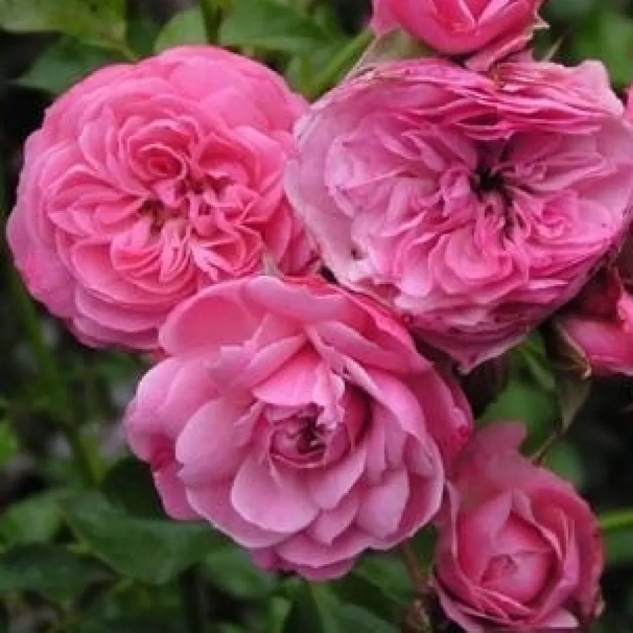 Róża o dyskretnym zapachu - Róża - Pirontina - sadzonki róż sklep internetowy - online