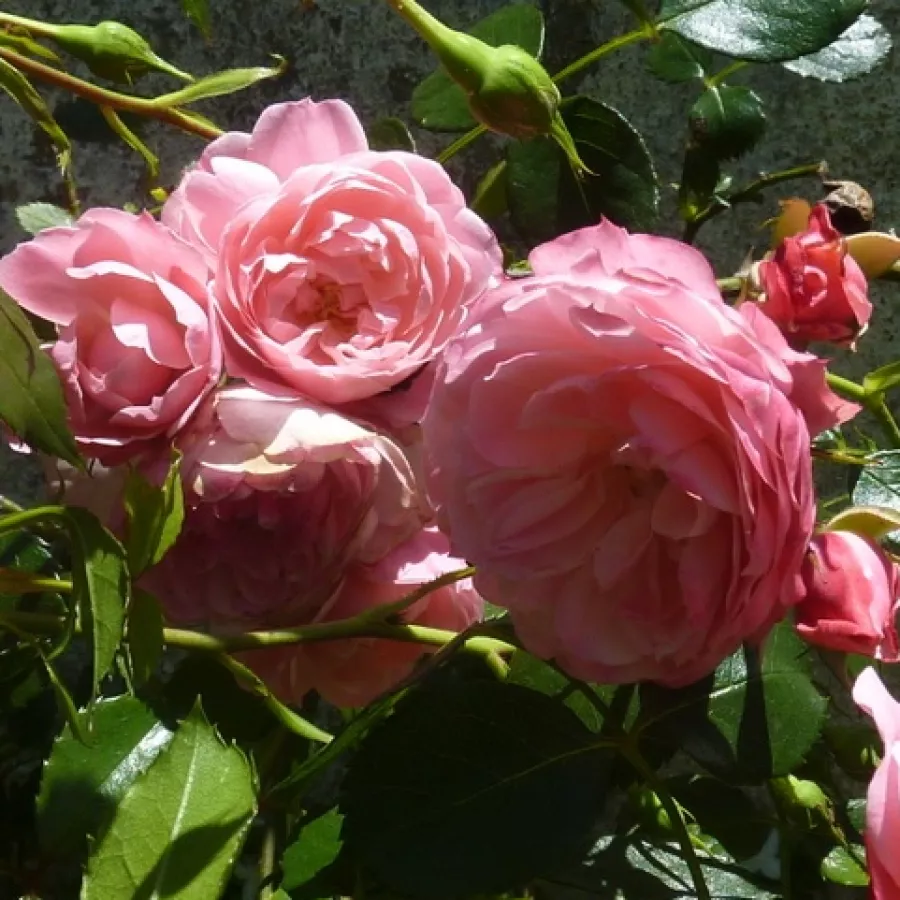 Climber, vrtnica vzpenjalka - Roza - Pirontina - vrtnice - proizvodnja in spletna prodaja sadik