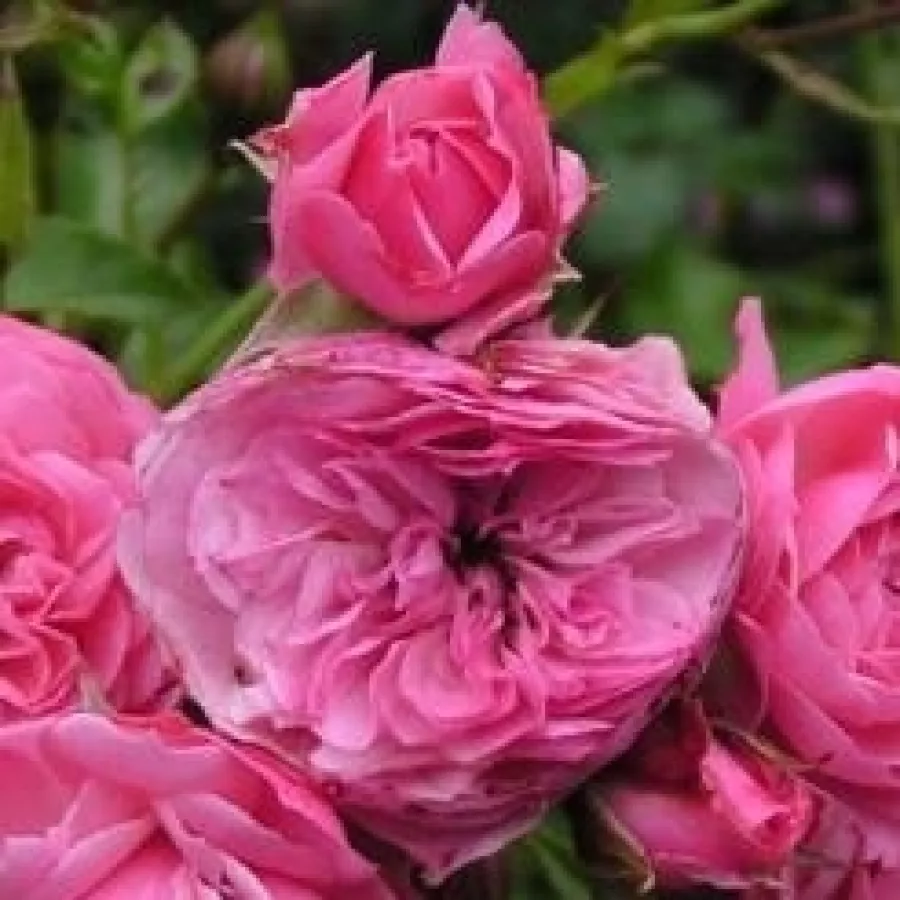 Rozetkowy - Róża - Pirontina - sadzonki róż sklep internetowy - online