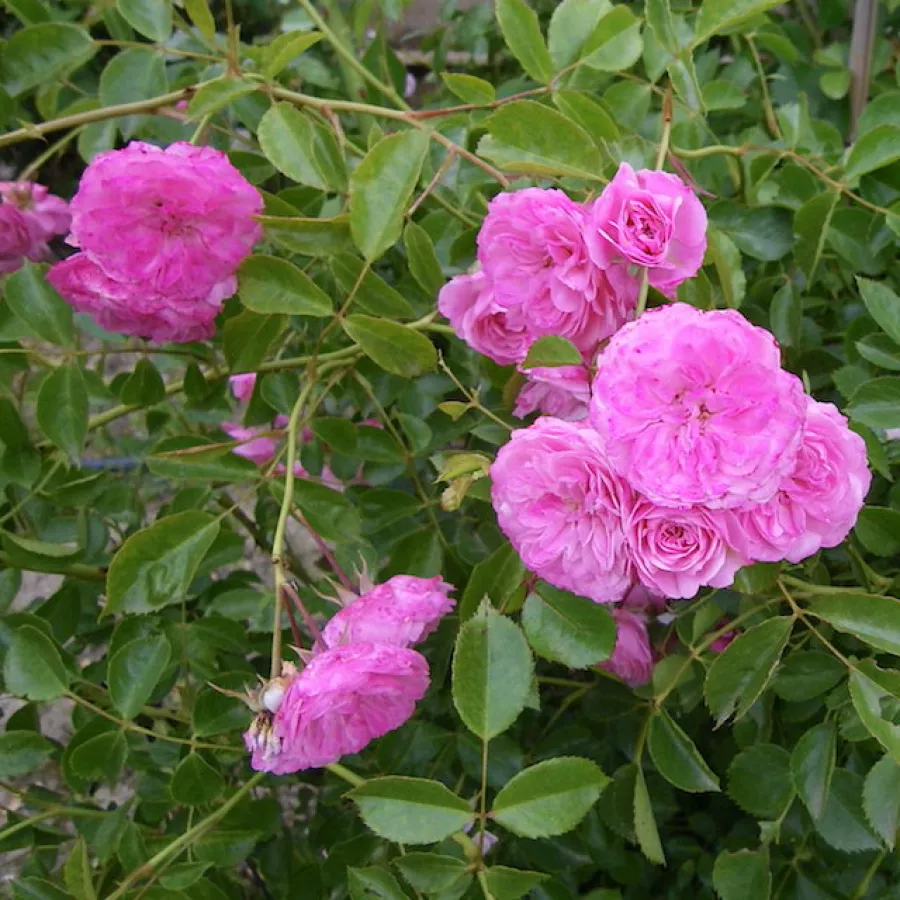 RÓŻA PNĄCA - Róża - Pirontina - róże sklep internetowy