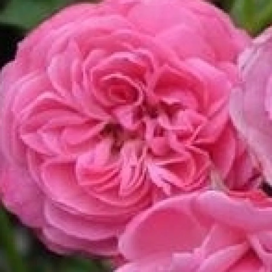Duca Nicola Pironti di Campagna - Róża - Pirontina - sadzonki róż sklep internetowy - online