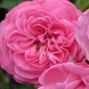 Rózsa kertészet - rózsaszín - climber, futó rózsa - diszkrét illatú rózsa - -- - Pirontina - (300-350 cm)