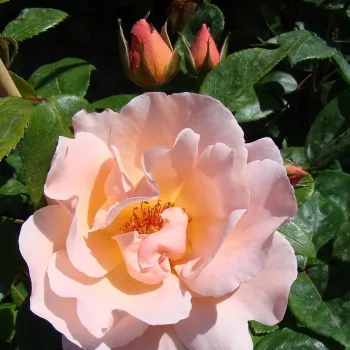 CORALINE – pfirsichfarbene Kletterrose - Eve