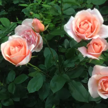 Warmer, lachs- bis pfirsichfarbener Grundton, der durch feine rosafarbene Nuancen gemildert wird. - kletterrose, - sehr schwach duftende, nur aus unmittelbarer Nähe wahrnehmbare Rose - fein, klassisch rosig im charakter