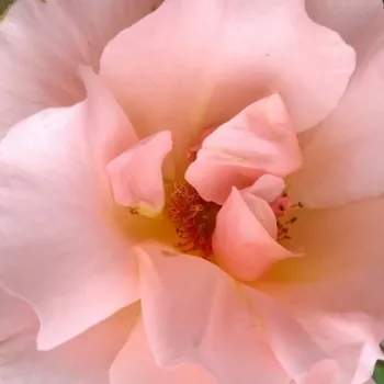 Online rosenkauf - pfirsich - sehr schwach duftende, nur aus unmittelbarer Nähe wahrnehmbare Rose - Coraline - kletterrose, - (250-400 cm)