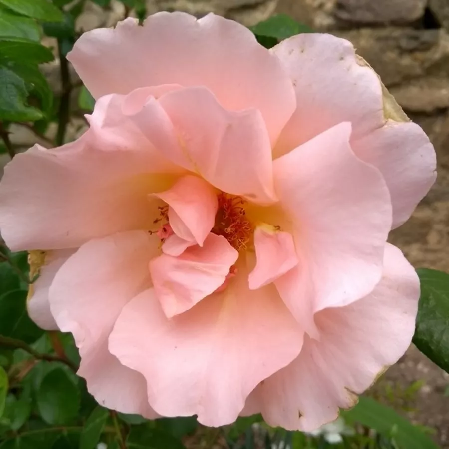 Różowy - Róża - Coraline - róże sklep internetowy