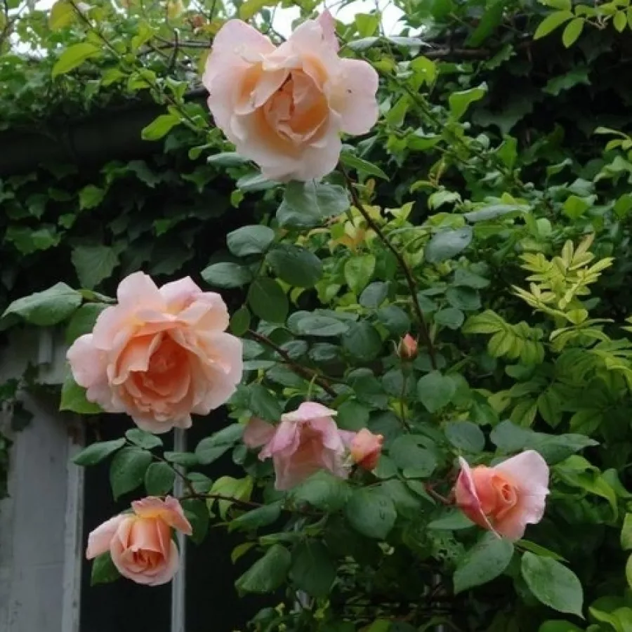 Climber, futó rózsa - Rózsa - Coraline - kertészeti webáruház