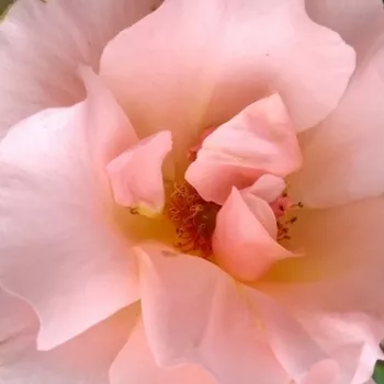 Online rózsa kertészet - rózsaszín - climber, futó rózsa - diszkrét illatú rózsa - -- - Coraline - (250-300 cm)