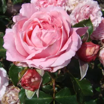 SUPER PINK – rózsaszín futó rózsa - Lens