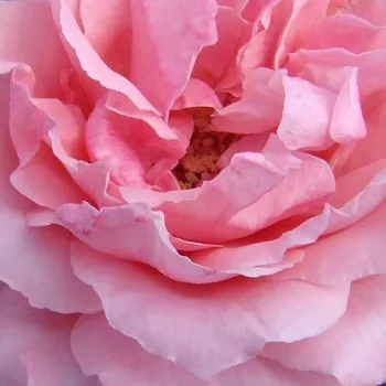 Rózsa kertészet - rózsaszín - erőteljes, jól érezhető illatú rózsa - Super Pink - climber, futó rózsa - (190-290 cm)