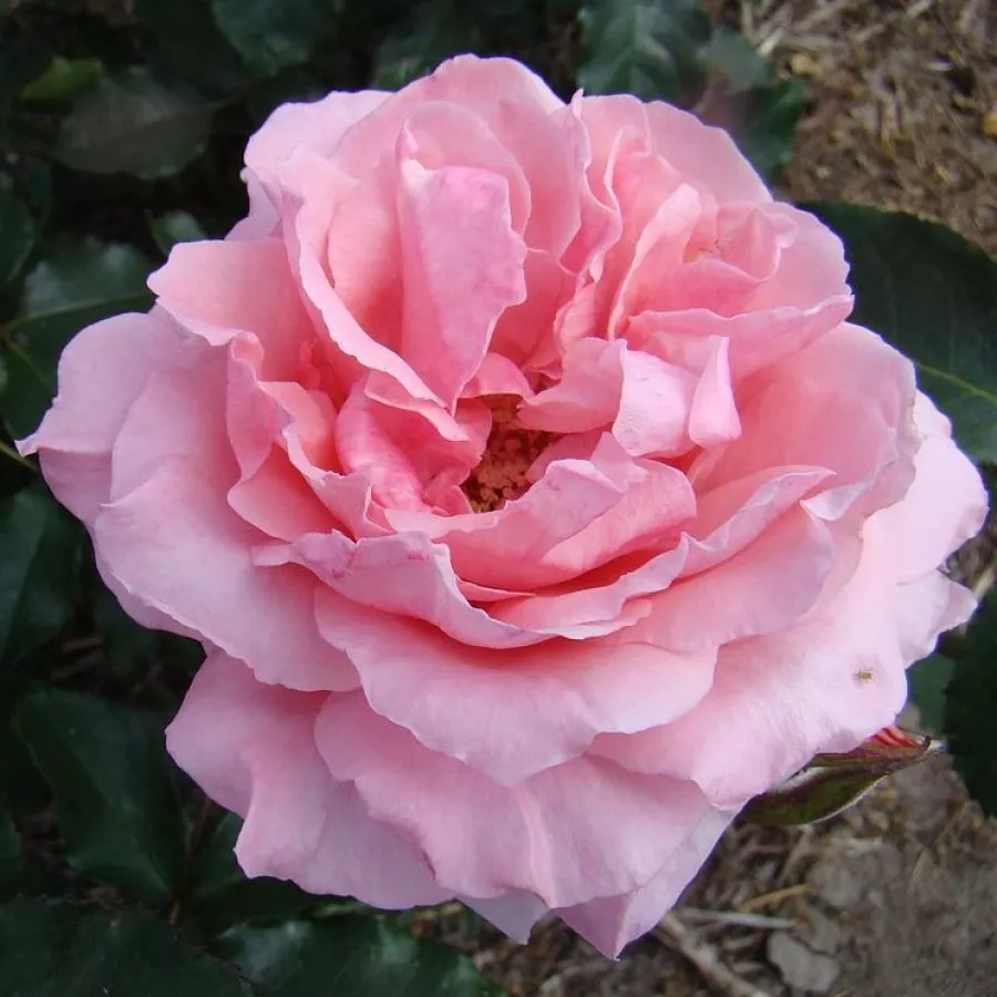 Ruža intenzivnog mirisa - Ruža - Super Pink - sadnice ruža - proizvodnja i prodaja sadnica