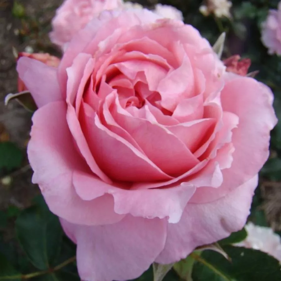 Climber, vrtnica vzpenjalka - Roza - Super Pink - vrtnice - proizvodnja in spletna prodaja sadik