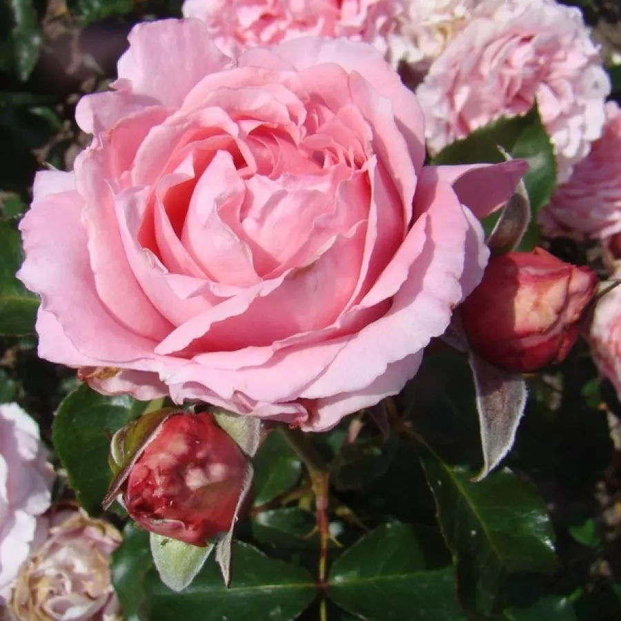 šaličast - Ruža - Super Pink - sadnice ruža - proizvodnja i prodaja sadnica
