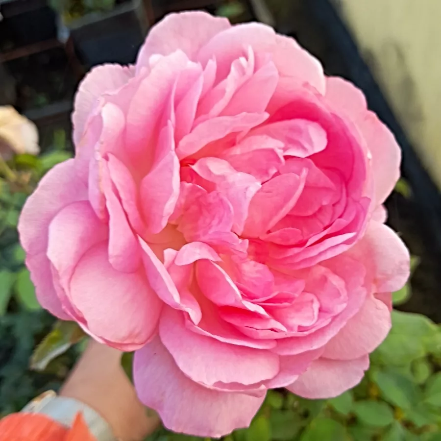 Tömvetelt virágú - Rózsa - Super Pink - online rózsa vásárlás