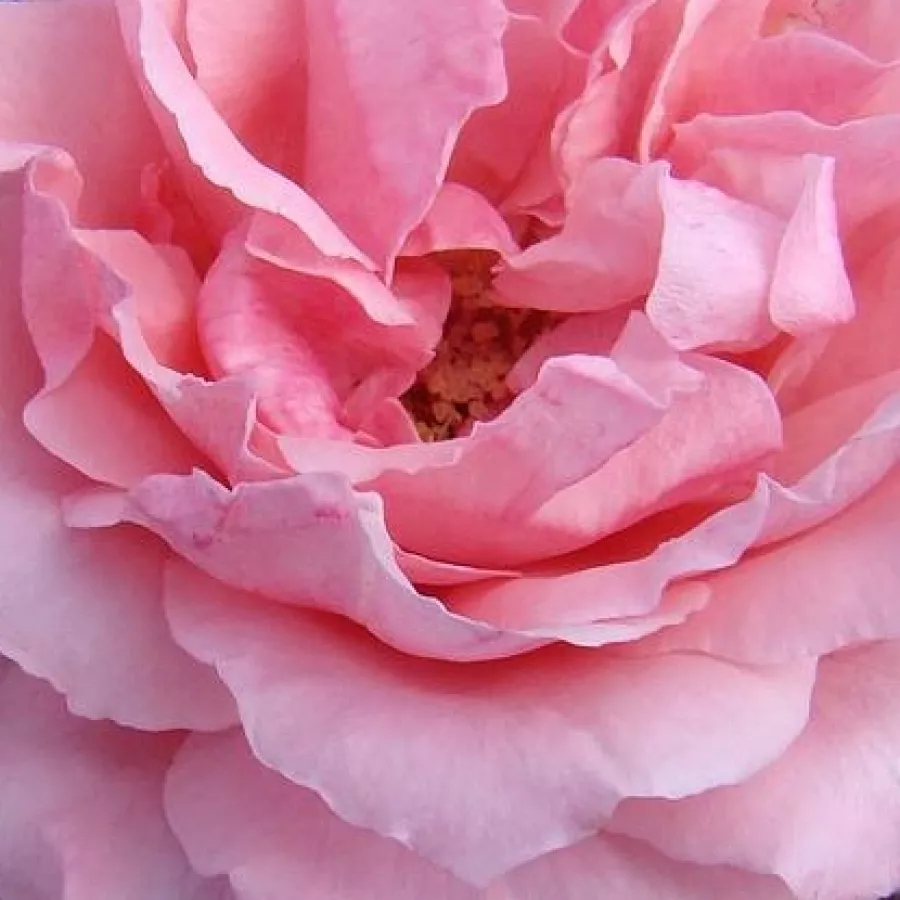 Csésze - Rózsa - Super Pink - online rózsa vásárlás